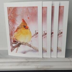 Blue Jay Matte Finish 5" x 7" Blank Photo Card - 4 Card Lot of the Same Photo